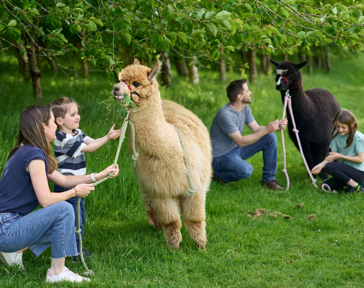 Alpaca trekking